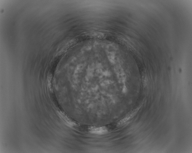 X0000077290185200611031559