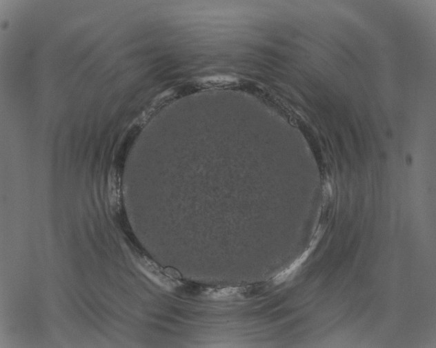 X0000077290186200611031559