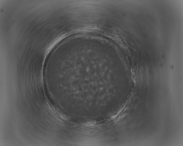 X0000077290196200611031559