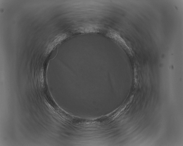 X0000077290202200611031559