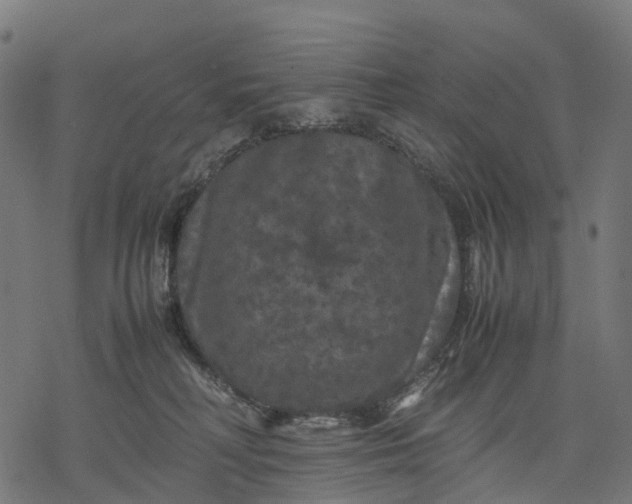 X0000077290230200611031558