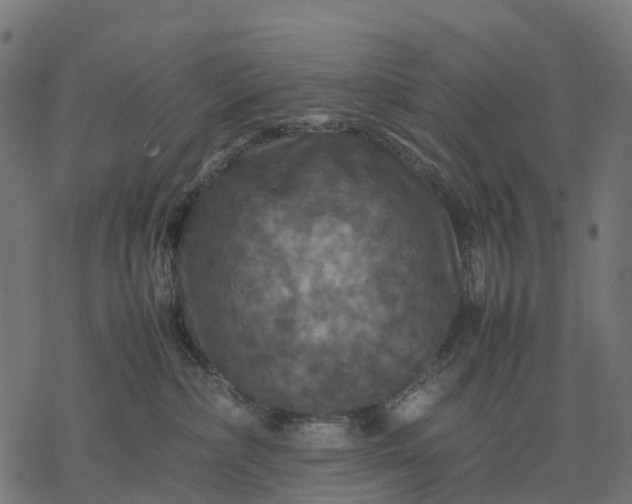 X0000077290236200611031558