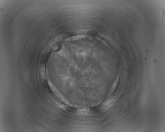 X0000077290240200611031558