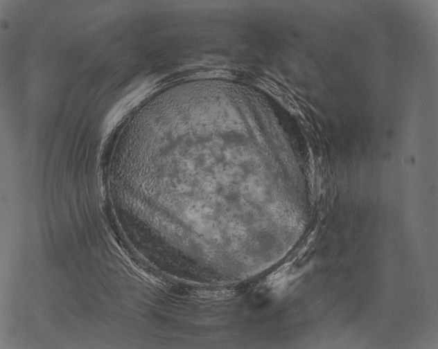 X0000077290245200611031557