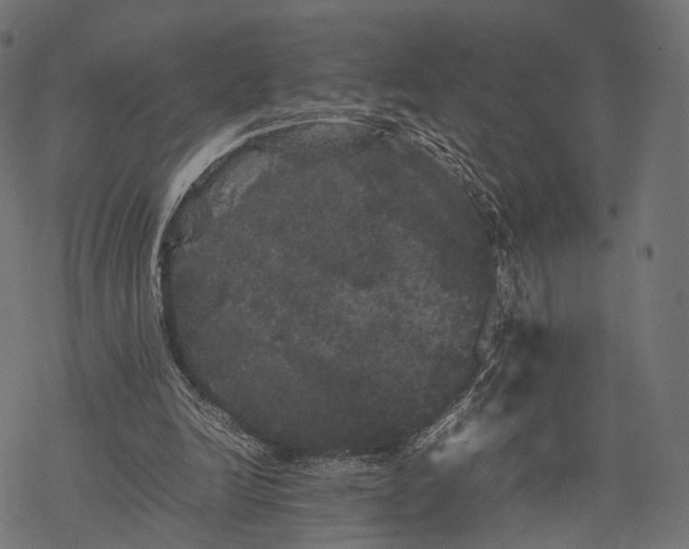 X0000077290246200611031557