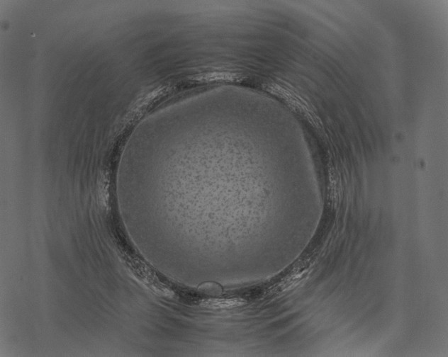 X0000077290255200611031557