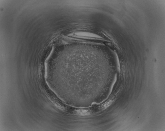 X0000077290265200611031557