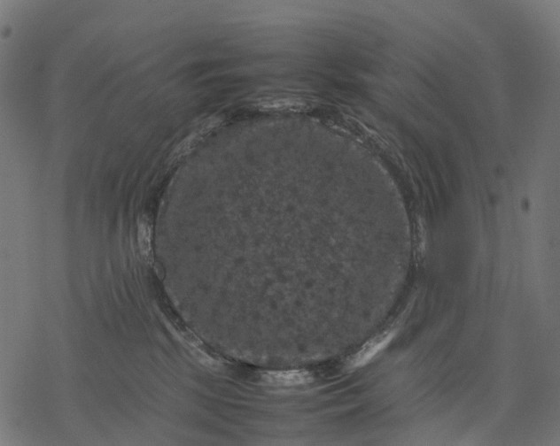 X0000077290281200611031558