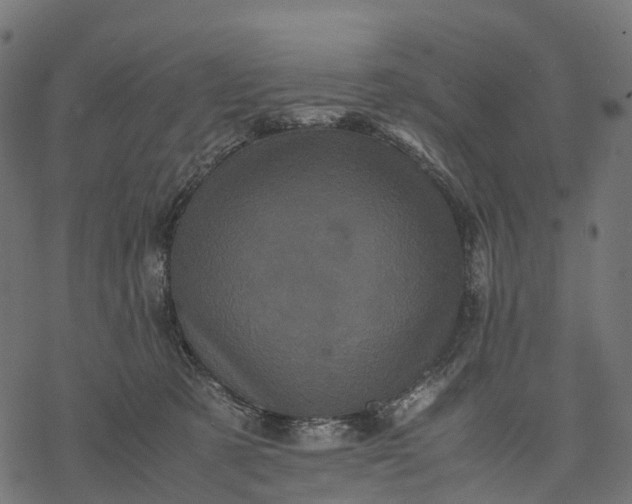 X0000077290321200611031557