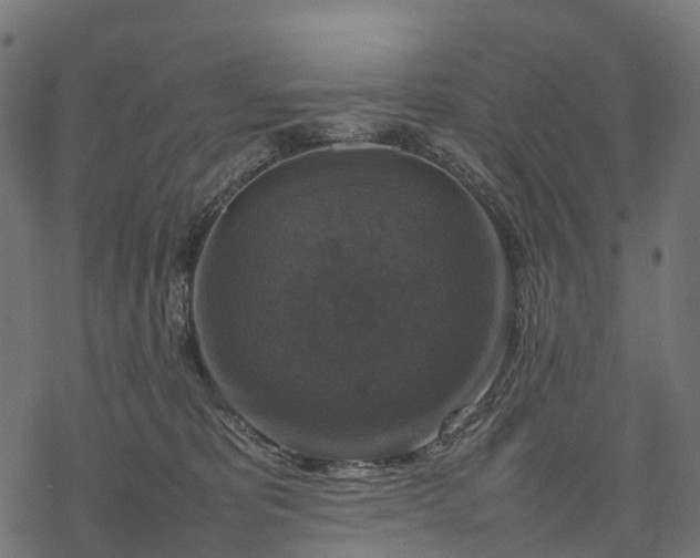 X0000077290325200611031557