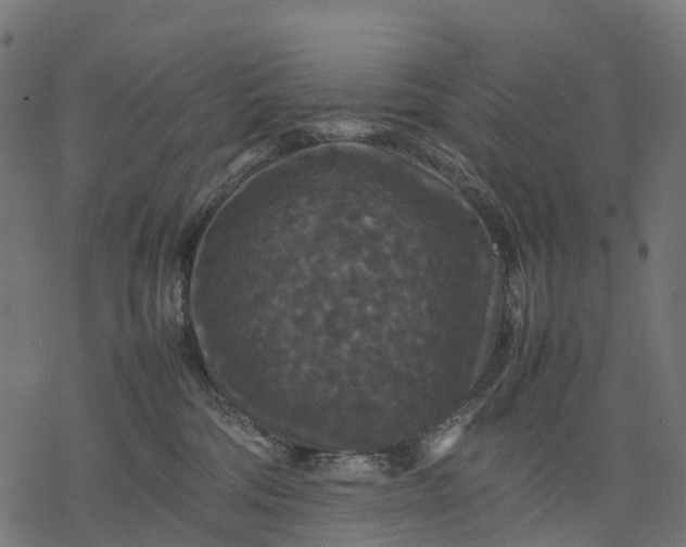 X0000077290330200611031556