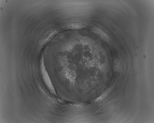 X0000077290358200611031556