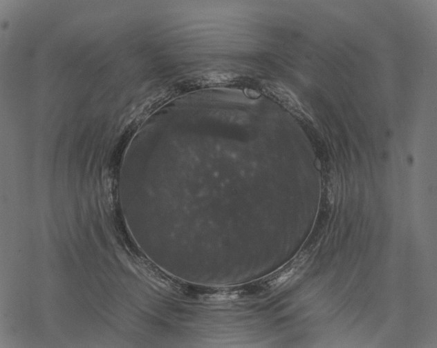 X0000077290366200611031556