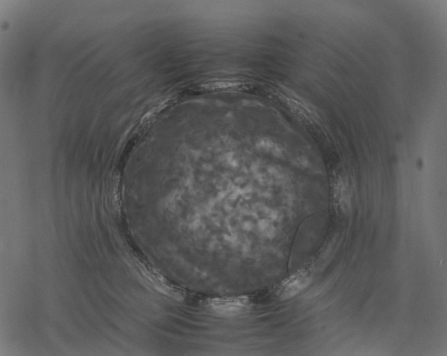 X0000077290373200611031556