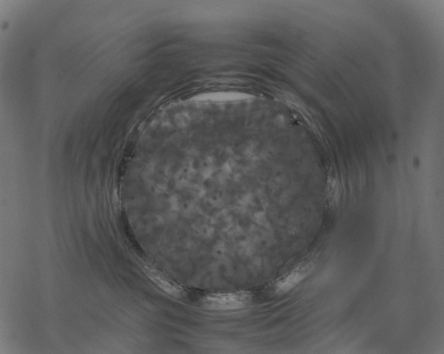 X0000077290381200611031556