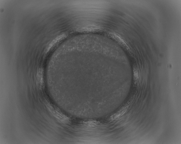 X0000077290396200611031555