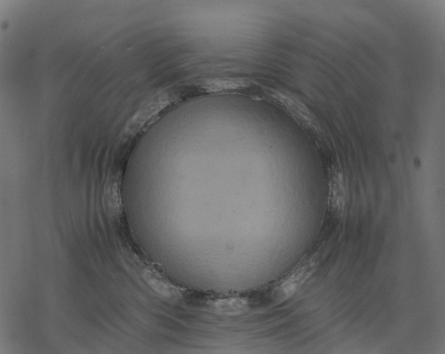 X0000077290426200611031555