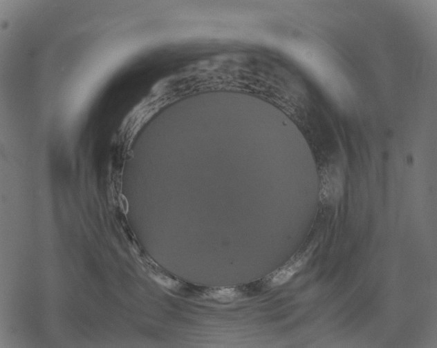 X0000077290431200611031555