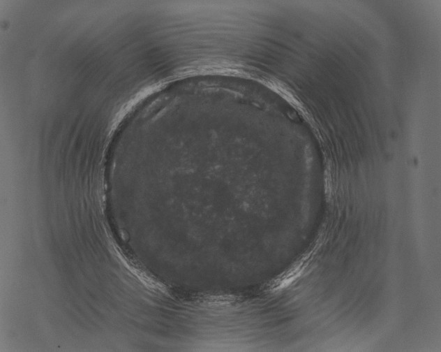 X0000077290438200611031554