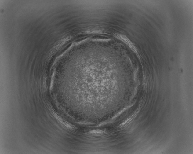 X0000077290441200611031554