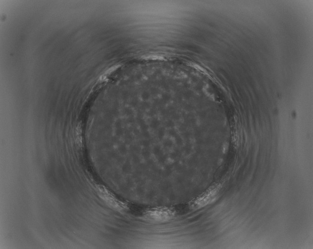 X0000077290466200611031555