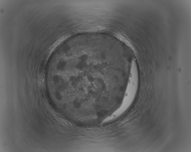 X0000077290483200611031554