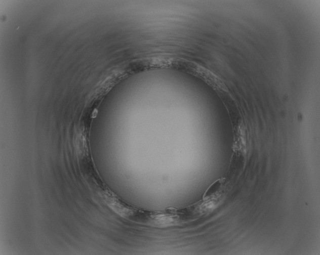 X0000077290522200611031553