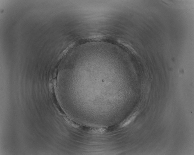 X0000077290576200611031553