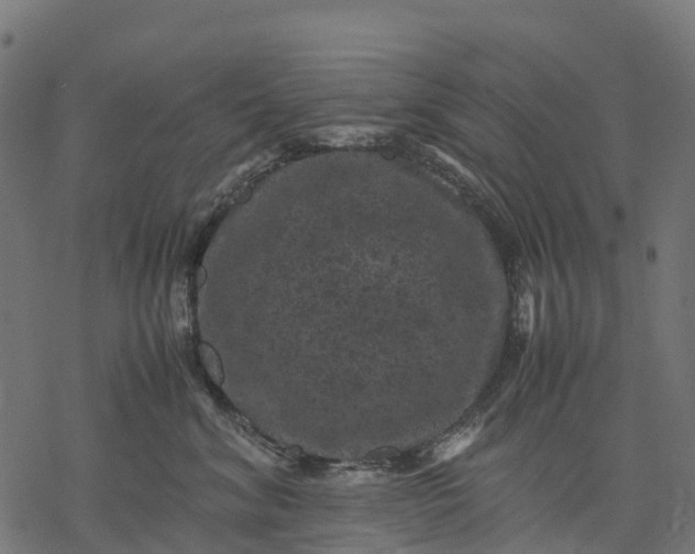 X0000077290620200611031552