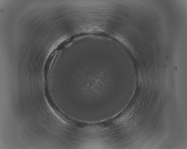 X0000077290630200611031551