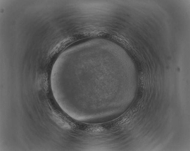 X0000077290642200611031551