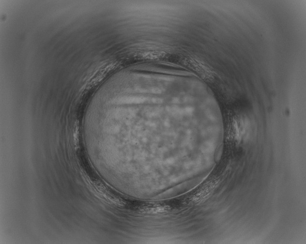 X0000077290646200611031551