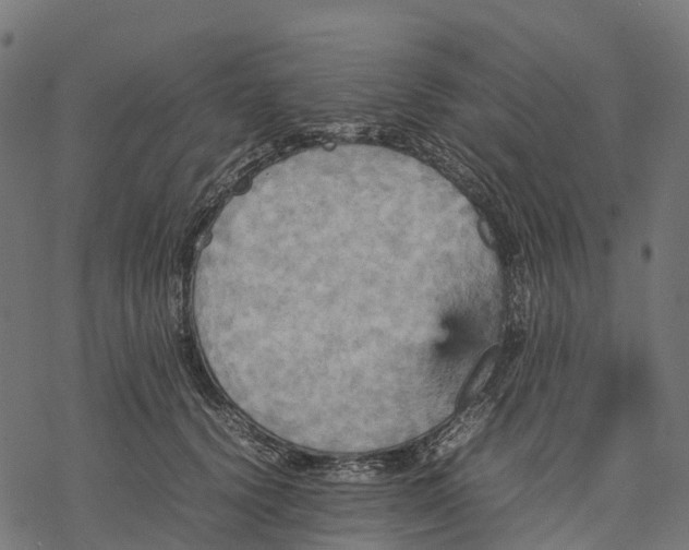 X0000077290656200611031551