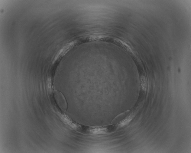 X0000077290670200611031552