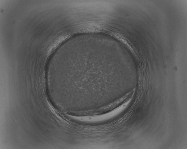 X0000077290677200611031551