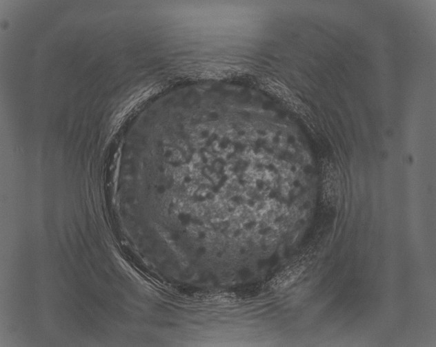 X0000077290683200611031551