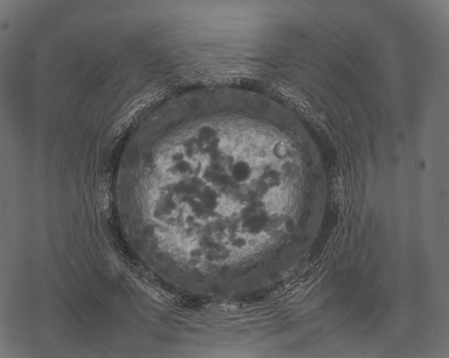 X0000077290687200611031551