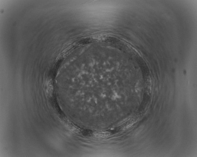 X0000077290707200611031550