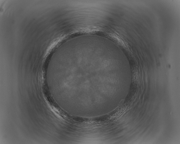 X0000077290736200611031550