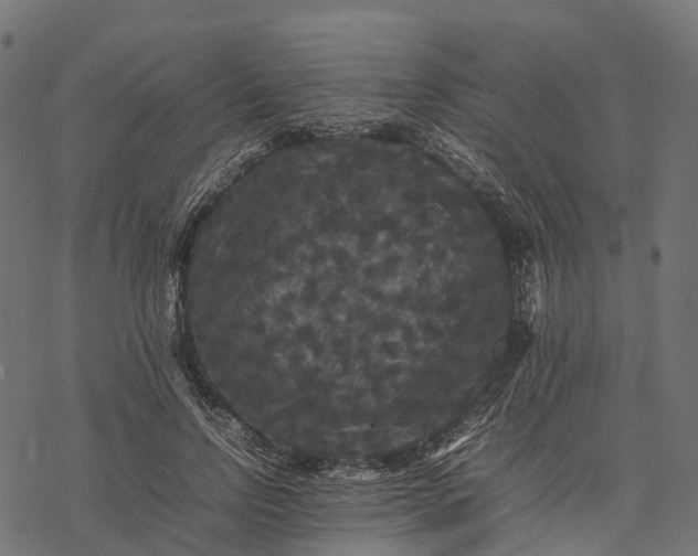 X0000077290742200611031550