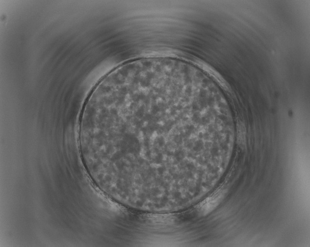 X0000077290856200611031548