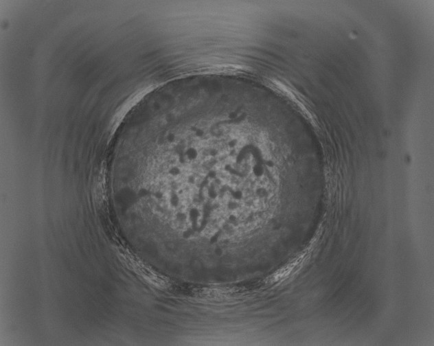 X0000077290875200611031548