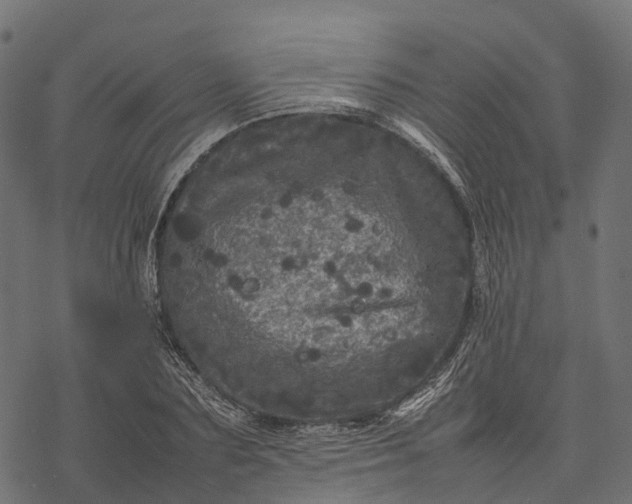 X0000077290883200611031547