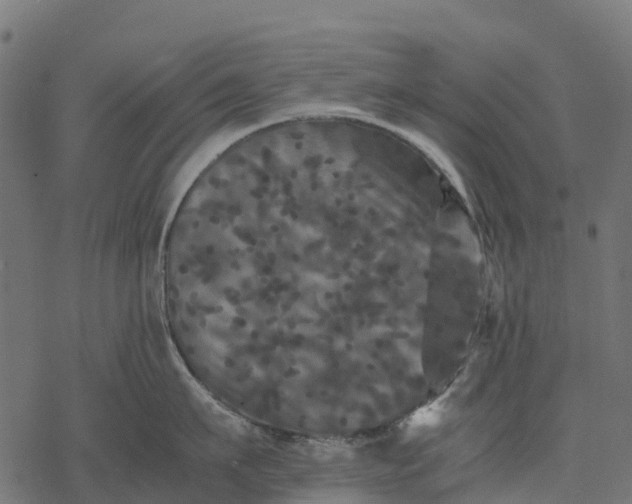 X0000077290911200611031547