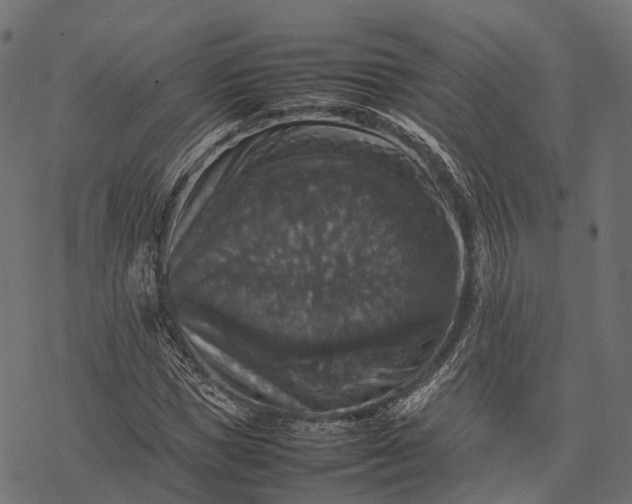 X0000077290921200611031546