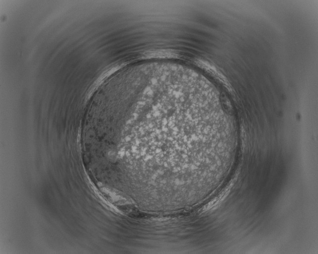 X0000077291033200611031545