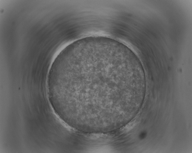 X0000077291056200611031545