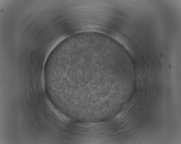 X0000077291076200611031544