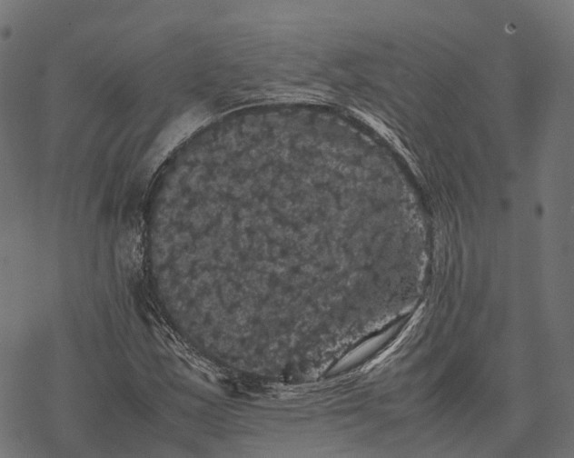 X0000077291163200611031543