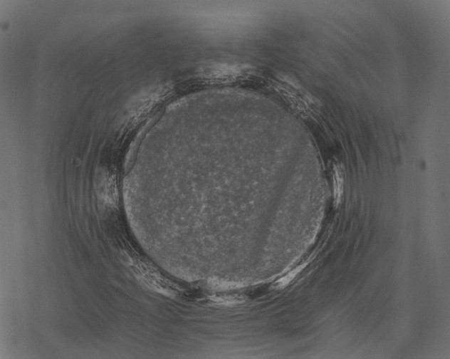 X0000077291204200611031542